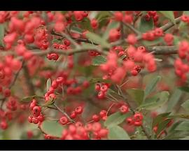 聚集的意思影视海报